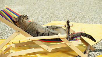 oh yeah), relax, cat, sand, sun HD wallpaper