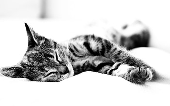 Animals, Cat, Lie, To Lie Down, Bw, Chb, Sleep, Dream, Blanket HD wallpaper