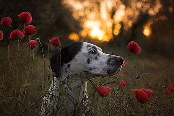 Red Flower, Animal, Dalmatian, Bokeh, Dog, Flower, Muzzle, Poppy, Summer, Sunset, Dogs HD wallpaper