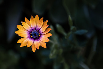 Flower, Flowers, Macro, Close-Up HD wallpaper