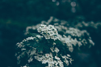 Flowers, Bloom, Flowering, Spring HD wallpaper