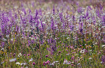Wild plants, spring, flowers, meadow HD wallpaper