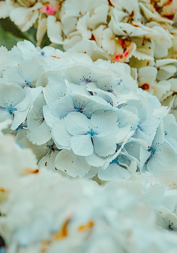 Flowers, Bloom, Flowering, Hydrangea, Inflorescence HD phone wallpaper