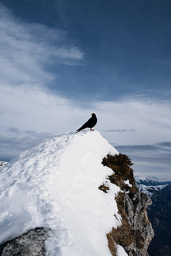 Animals, Nature, Snow, Rock, Bird, Thrush HD phone wallpaper
