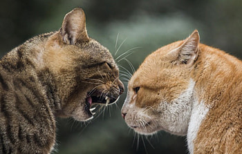 You talking to me ?, kitten, kitty, cats, cute, sleepy, sleeping, beauty, animals, hat, sweet, cat, beautiful, paws, cat face, pretty, face, lovely HD wallpaper