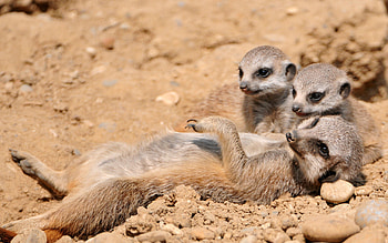 Animals, Sand, Meerkats, Mud, Dirt HD wallpaper