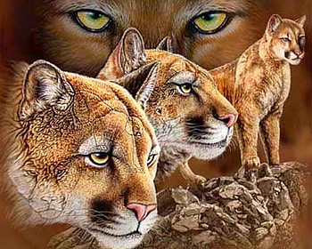 Big Cats, beautiful HD wallpaper