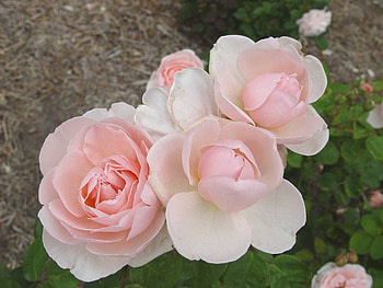 roses, pink, nature, flowers HD wallpaper