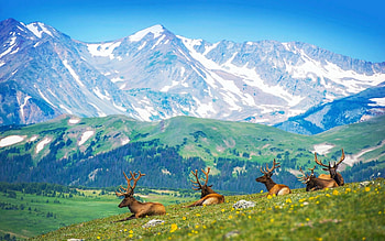 Mountain Elk, Silver Ridge Peaks, Southern Rocky Mountains, meadow, rocks, animals, trees, sky, usa HD wallpaper