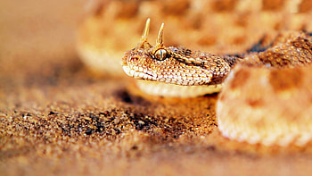 Cerastes gasperettii, Snakes HD wallpaper
