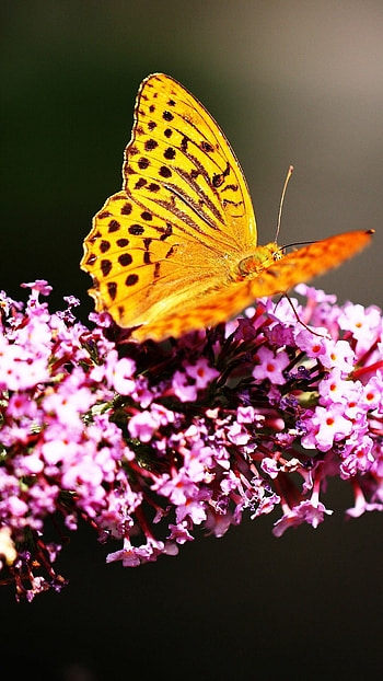 Beautiful butterfly , , Purple flowers, Enchanting butterflies HD phone wallpaper
