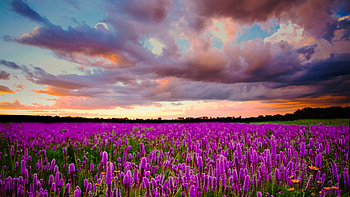Sunset Field With Purple Flowers, dark, summer, purple, field, lavender, clouds, nature, flowers, sunset HD wallpaper