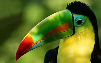 Toucan on , , Colourful bird, Eye-catching background HD wallpaper