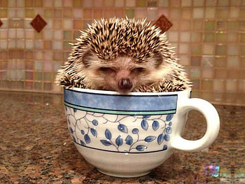 LITTLE HEDGEHOG, LITTLE, CUTE, HEDGEHOG HD wallpaper