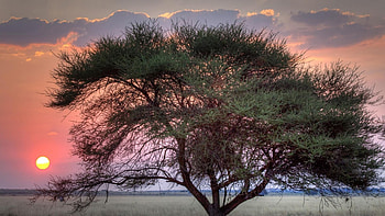 Botswana landscapes, Majestic wildlife, Striking visuals, Enchanting beauty HD wallpaper
