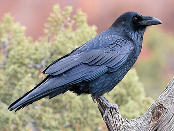 Raven, Crow Family Of Birds, Crows, Crow Family HD wallpaper