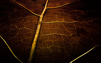 Dark, Sheet, Leaf, Stripes, Streaks, Dry HD wallpaper
