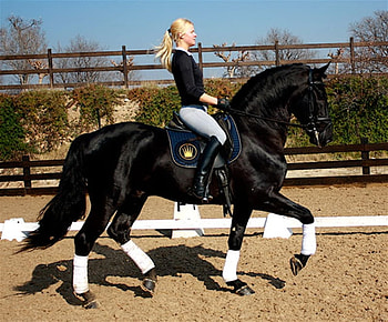 Top Dressage, spanish, andalusian, horses, black, blond, dressage, girl, rider HD wallpaper
