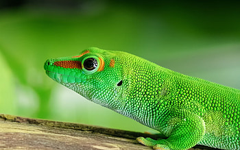 Green lizard fascination, Vibrant reptile, Beautiful , Nature's charm HD wallpaper