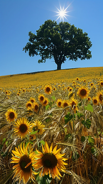 Sunshine Bliss: Sunny Sunflower Field with Lone Tree, sunflower, field, tree HD phone wallpaper