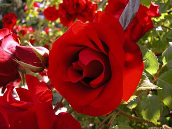 Red Roses, leaves, roses, green, red, nature, flowers HD wallpaper