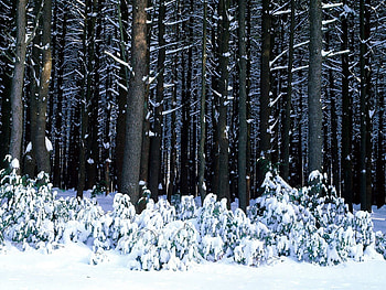 Nature, Trees, Bush, Forest, Trunks, Drifts HD wallpaper