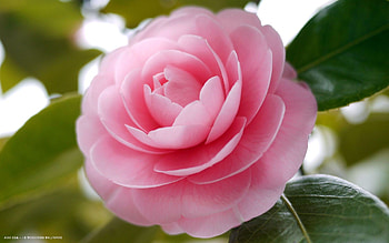 Flowers art inspiration, Blooming beauty, Floral elegance, Creative muse HD wallpaper