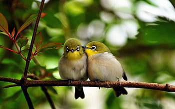 A Loving Pair, branch, leaf, bird, tree HD wallpaper