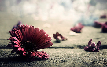 Flower, Macro, Petals, Surface, Fall, Fragile, Fall Off HD wallpaper