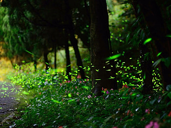 Firefly roads, Nature landscapes, Forest woods, Glowing atmosphere HD wallpaper