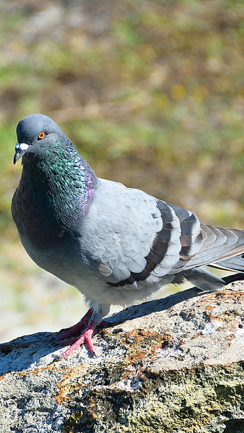 Animal pigeon, Nature's creation, Graceful flyer, Urban wildlife HD phone wallpaper