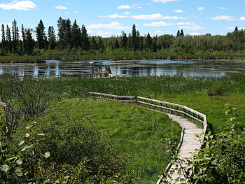 Landscape, Nature, Rivers, Forest, Decking, Flooring HD wallpaper