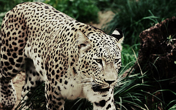 Animals, Grass, Leopard, Spotted, Spotty, Big Cat, Stroll HD wallpaper