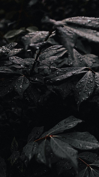 Dark Academia, Leaf Raindrop, Dark Background HD phone wallpaper