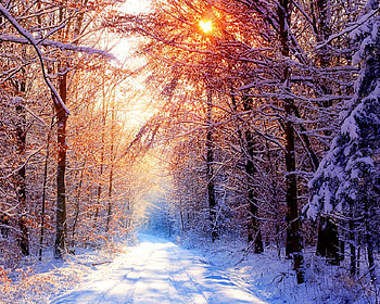 DeepSilence, winter, alone, deep, wonderful, sunrise, tree, silence, snow, cool, road, nature, sun, ice HD wallpaper