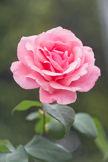 Close-up of a blooming pink rose outdoors, perfect for backgrounds or . HD phone wallpaper