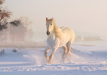 White horse, run, animal HD wallpaper