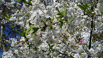 Flowers, Leaves, Branches, Bloom, Flowering, Spring, Mood HD wallpaper
