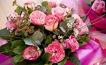 Flowers, Rose Flower, Rose, Typography, Registration, Bouquet, Tea Tree HD wallpaper