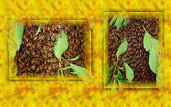 The Swarm, bees, bee, insects, honey, graph, honey comb HD wallpaper