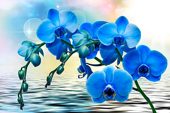 Blue orchids, blue, card, orchid, flower HD wallpaper