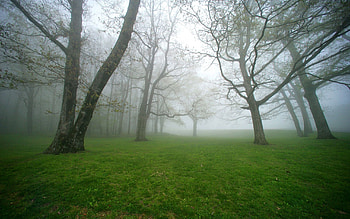 Nature, Trees, Grass, Fog HD wallpaper