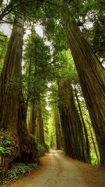 Unique, Trees HD phone wallpaper