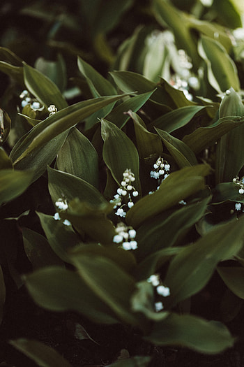 Flowers, Lily Of The Valley, Plant, Spring HD phone wallpaper