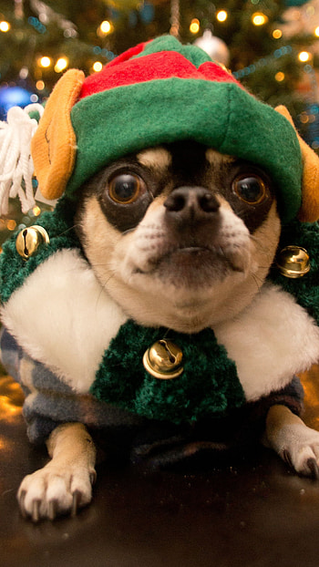 Christmas Dog, Pug Dog HD phone wallpaper