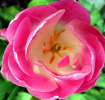 Full bloom, pink, full, petals, flower, bloom, cream HD wallpaper