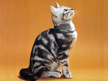 now you can just feed me, kitten, cute, cat, domestic HD wallpaper