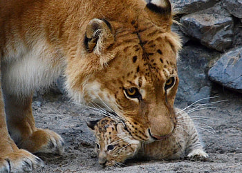 Auch, it hurt, momy, tiger, color, expression, , new HD wallpaper