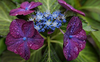 Flowers, nature, graphy, macro HD wallpaper