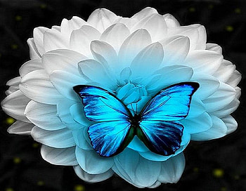 Blossom and blue, black and blue, white, butterfly, flower, morpho, irradescent, large HD wallpaper